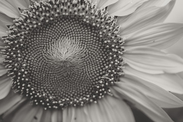black an white macro sunflower 