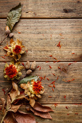 Photo Wallpaper Safflower Mural Poster Stickers Canvas Photo Wallpaper Safflower Mural Poster Stickers Canvas