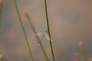 dragonfly on a blade of grass