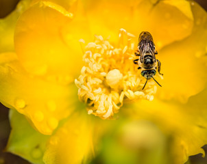 Top-down view of bee on Prickly Pear Cactus Flower
