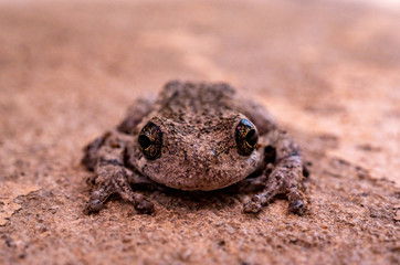 Frog up close 