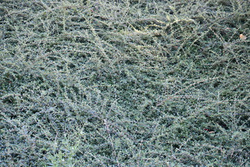 Greenery covering forest floor.