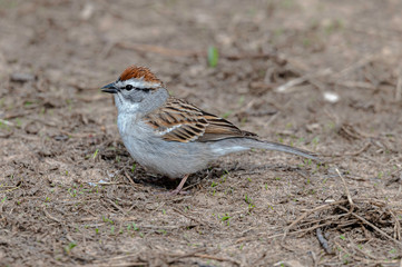 Chipping Sparrow standing on the ground looking for food