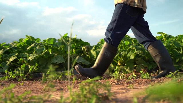 Side view of man farmer in rubber boots on a green field in the rays of the sun at sunset. Cultivation of agricultural products. Organic Products Concept