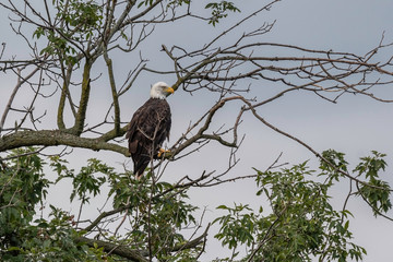 Bald Eagle sitting in a tree