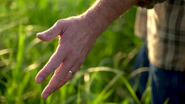 Close up of and touching wheat grass with hands old farmer walking down the wheat field in sunset agriculture concept 4k
