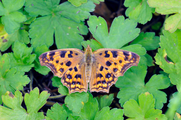 キタテハ（岡山県・新見市）