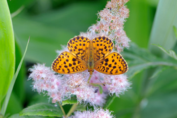 コヒョウモン（北海道・鶴居村）