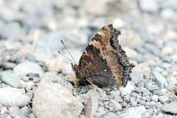 ヒオドシチョウ（北海道・帯広市）