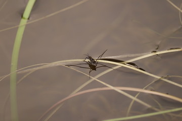 Close up of a Water strider