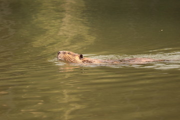 Fototapeta premium Close up of a beaver swimming with ripples