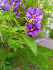 blue potato bush