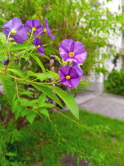 ソラナム・ラントネッティ