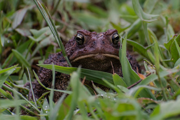 Frog Hiding in the grass