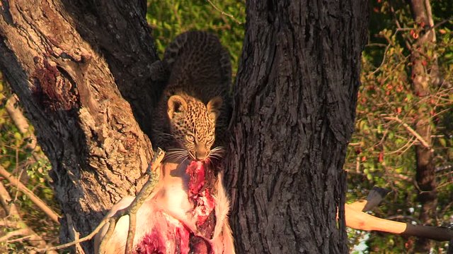 A leopard cub feeding on a fresh kill up in a tree while ferociously staring down the camera.