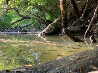Fototapeta na wymiar small river in the forest