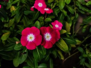Catharanthus roseus, commonly known as bright eyes, Cape periwinkle, is a species of flowering plant in the family Apocynaceae. It is native and endemic to Madagascar,