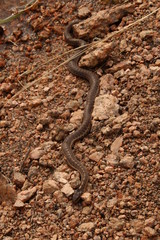 Snake on a rocky beach