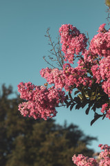pink flowers on branches of crepe myrtle tree with a blue sky