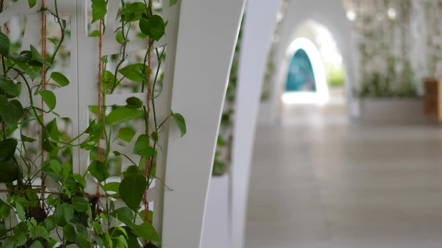 Green vines climb up white interior walls along naturally lit corridoor in luxury hotel