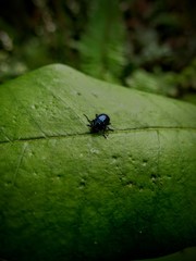fotografia de un pequeño insecto