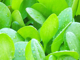 hojas verdes con gotas de lluvia por la mañana, gotas de agua, rocío, húmedo, fresco, verde,...
