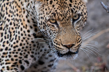 Fototapeta na wymiar A Leopard's Stare