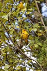 bird on a branch