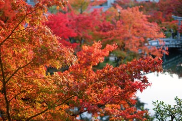 Selective focus beautiful red yellow and green maple leaves fall/autumn season blurred wallpaper background.