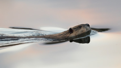 North American Beaver (Castor canadensis) swimming in calm pond water at sunset wildlife photography background. Beautiful orange and purple sunset pastel colors reflecting in still lake water © Jordan Feeg