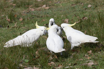 Sulphur-crested Cockatoo's feeding on the ground