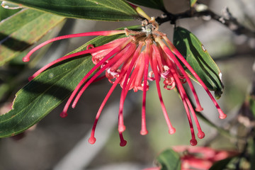 Red Spider Flower plant in flower