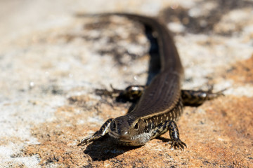Eastern Water Skink basking in sunlight