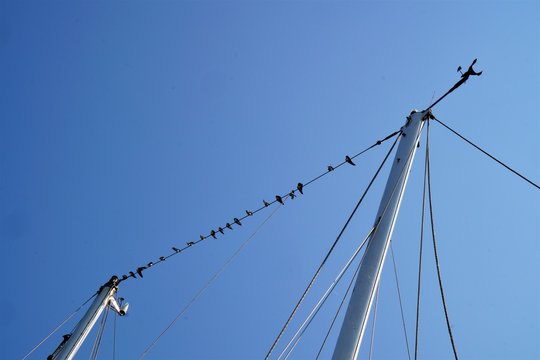 High in the mast a whole row of swallows that school together on a summer day in the top of a sailing boat.