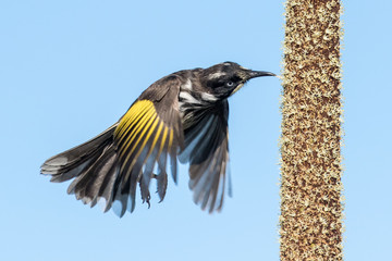 New Holland Honeyeater feeding on Grass Tree Spike