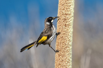 New Holland Honeyeater feeding on Grass Tree Spike
