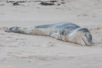 Injured or sick Leopard Seal resting on Southern Sydney beach