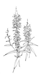 Lythrum salicaria, or purple loosestrife flowers, graphic black and white linear pattern, botanical sketch isolated on a white background