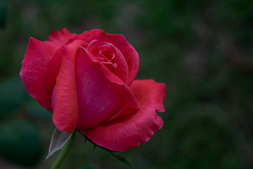 single rose in the garden bokeh