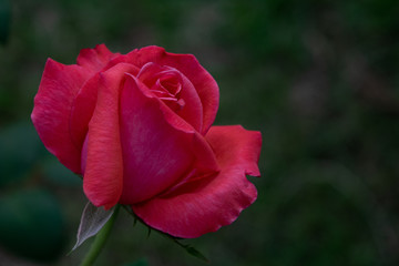 Fototapeta premium single rose in the garden bokeh