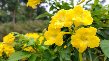 yellow flowers in the garden