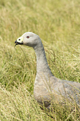 Grass view Goose
