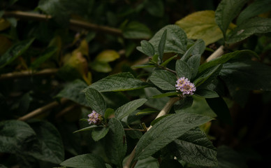 lemongras flower green leafs 