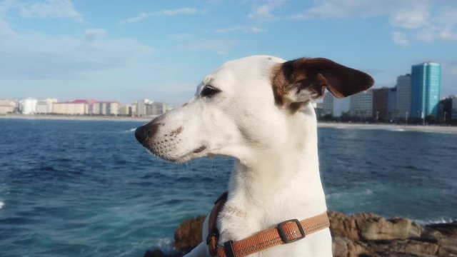 Dog in La Coruna, beautiful city of Galicia. Spain. Europe