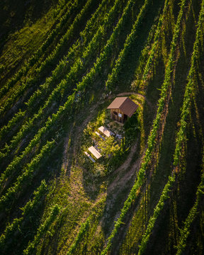 vineyard aerial view in weinviertel austria during sunset