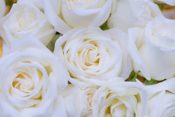 Close up white rose
