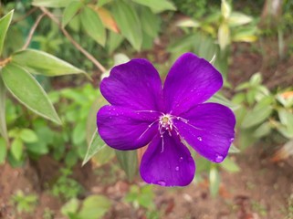 Purple flower