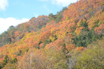 Obraz premium 紅葉