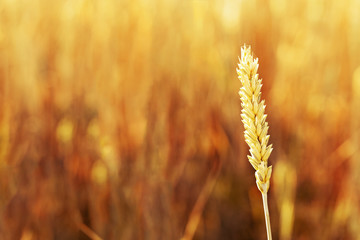 Natural gold ear of wheat (close up) in warm sunlight. Autumn harvest time.