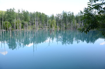 美瑛の青い池